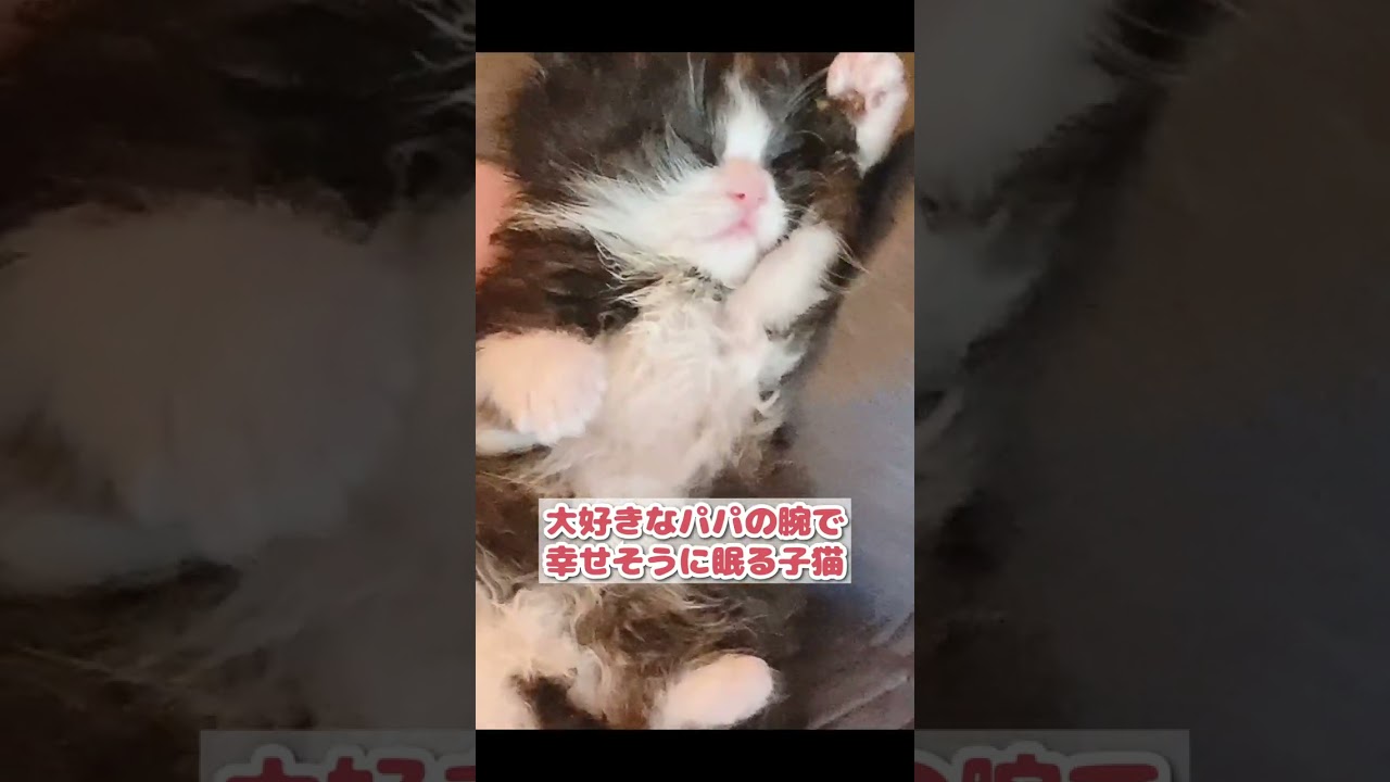 大好きなパパの腕で世界一幸せな子猫 #shorts