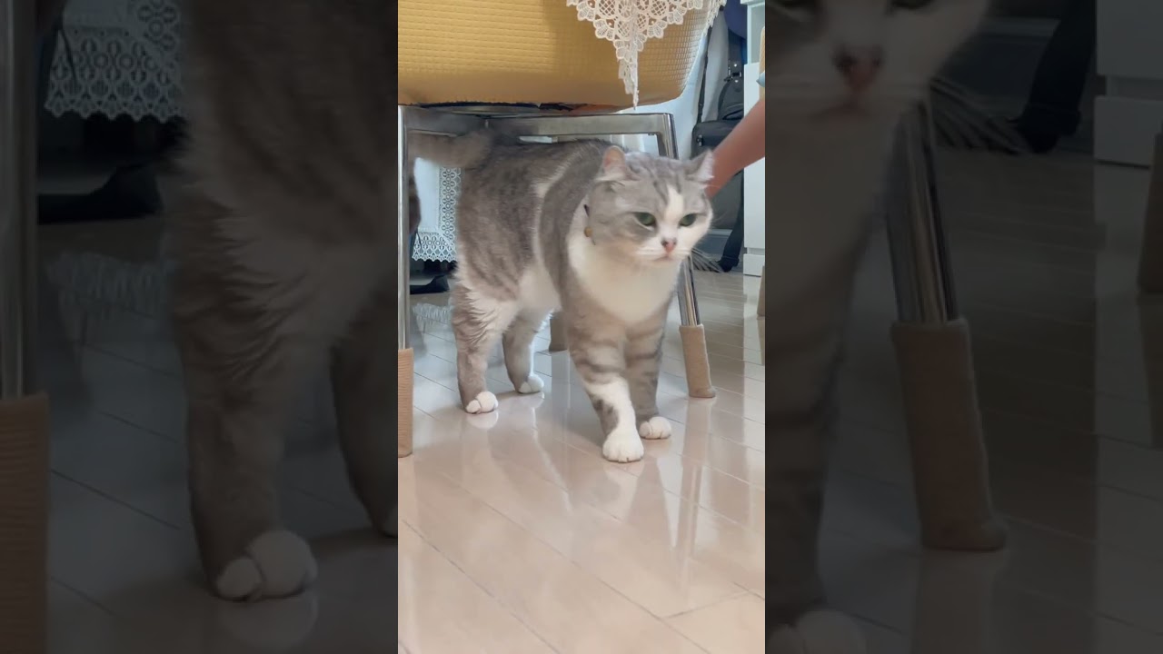 次男が触ると絶対に怒る兄猫#shorts