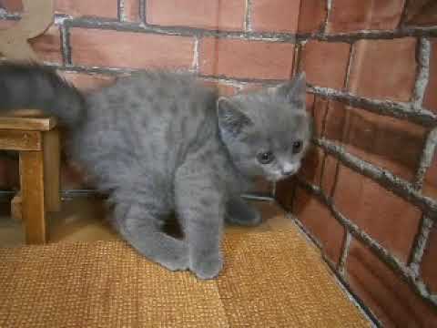 623995 ブリティッシュショートヘアー