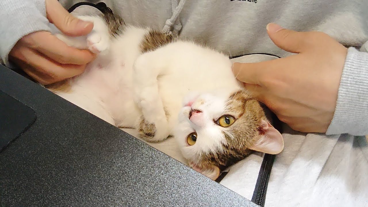 あっちこっち行っても結局最後はここに落ち着く子猫…笑