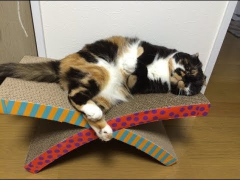 猫ちゃんによる可愛いポーズで癒されるんだにゃ♡～It is healed in cute pose by the cat.