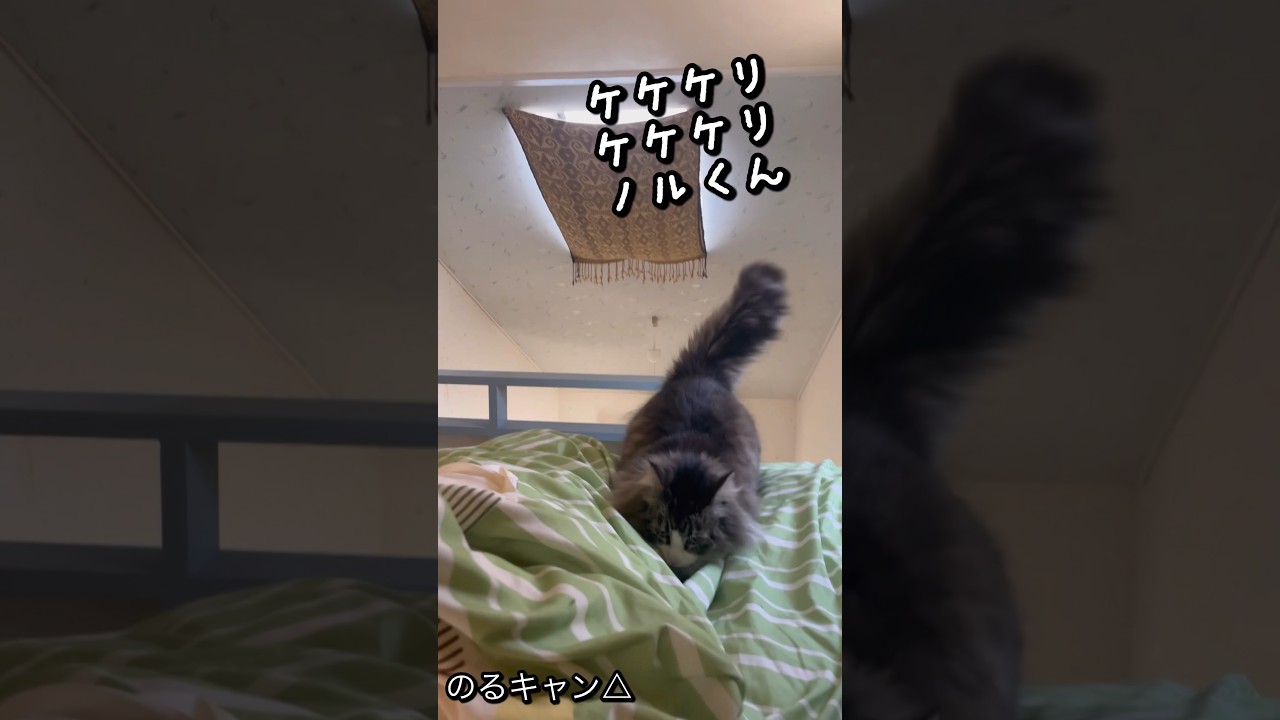 【ケケケリ ケケケリ ノルくん】 #ノルウェージャンフォレストキャット #猫