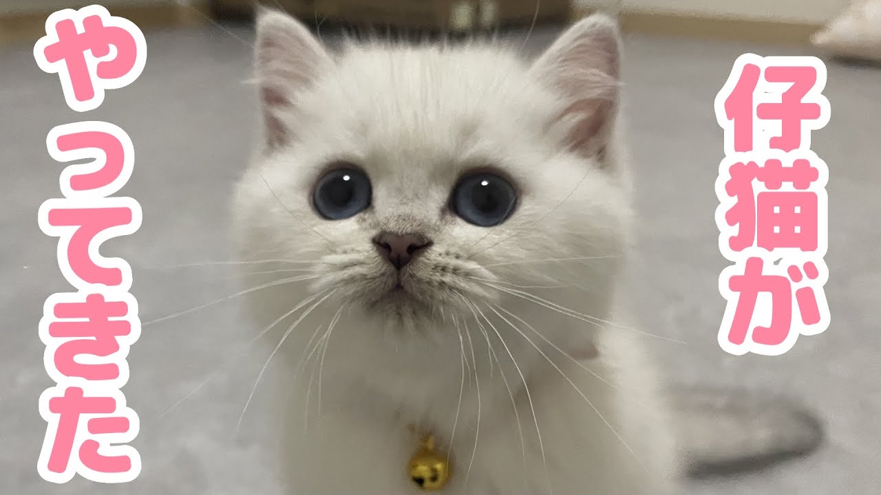 【シルバーブリティッシュ】生後2ヶ月の子猫をお迎えしました