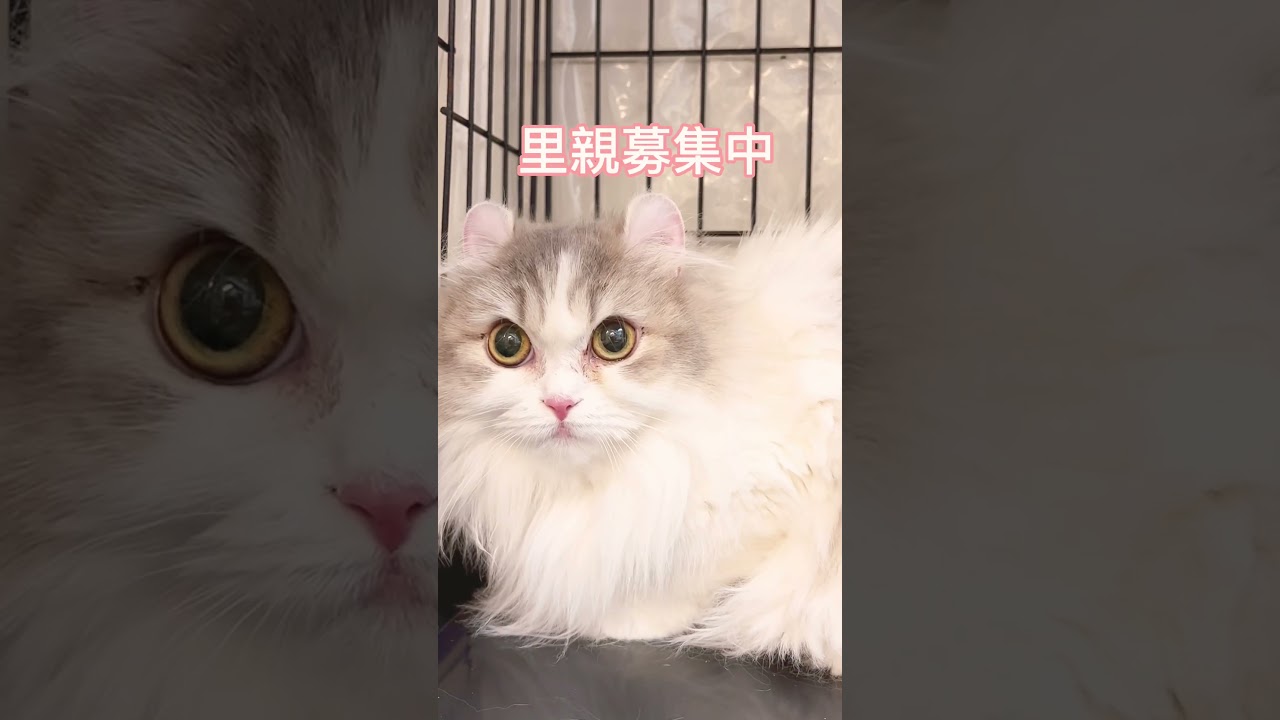 アメリカンカール #里親募集中子猫アゴはネコ #保護猫 #cat