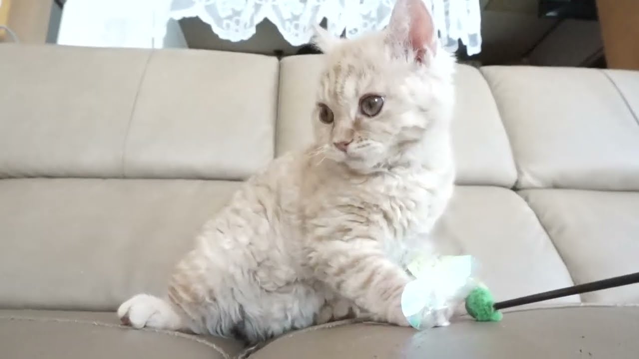 セルカークレックス子猫　2023.1.5産まれ 　クリーム　女の子　シーダキャット猫のお店　Selkirk Rex