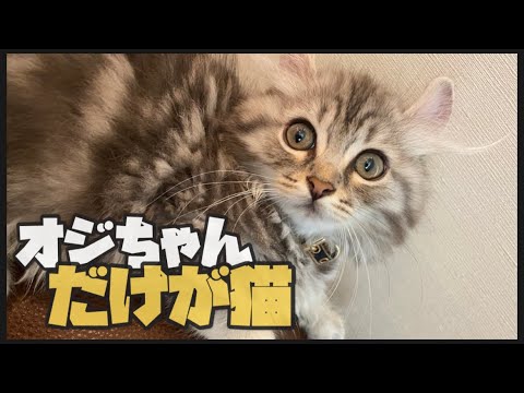 キンカローって知ってる？甘えん坊すぎる猫の正体って一体…