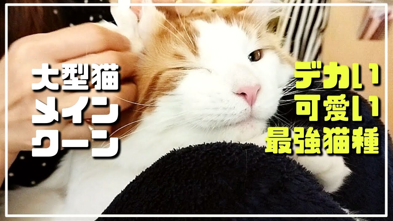 犬に間違われる大型猫メインクーン。デカくて可愛いんです。