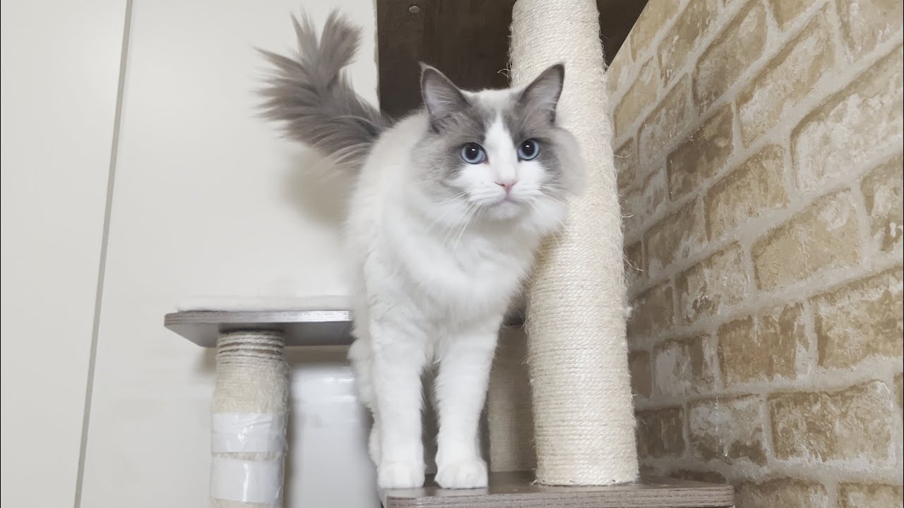 ぐっすり寝てるラグドール猫に「ごはん食べる？」と聞いたらこうなりましたw