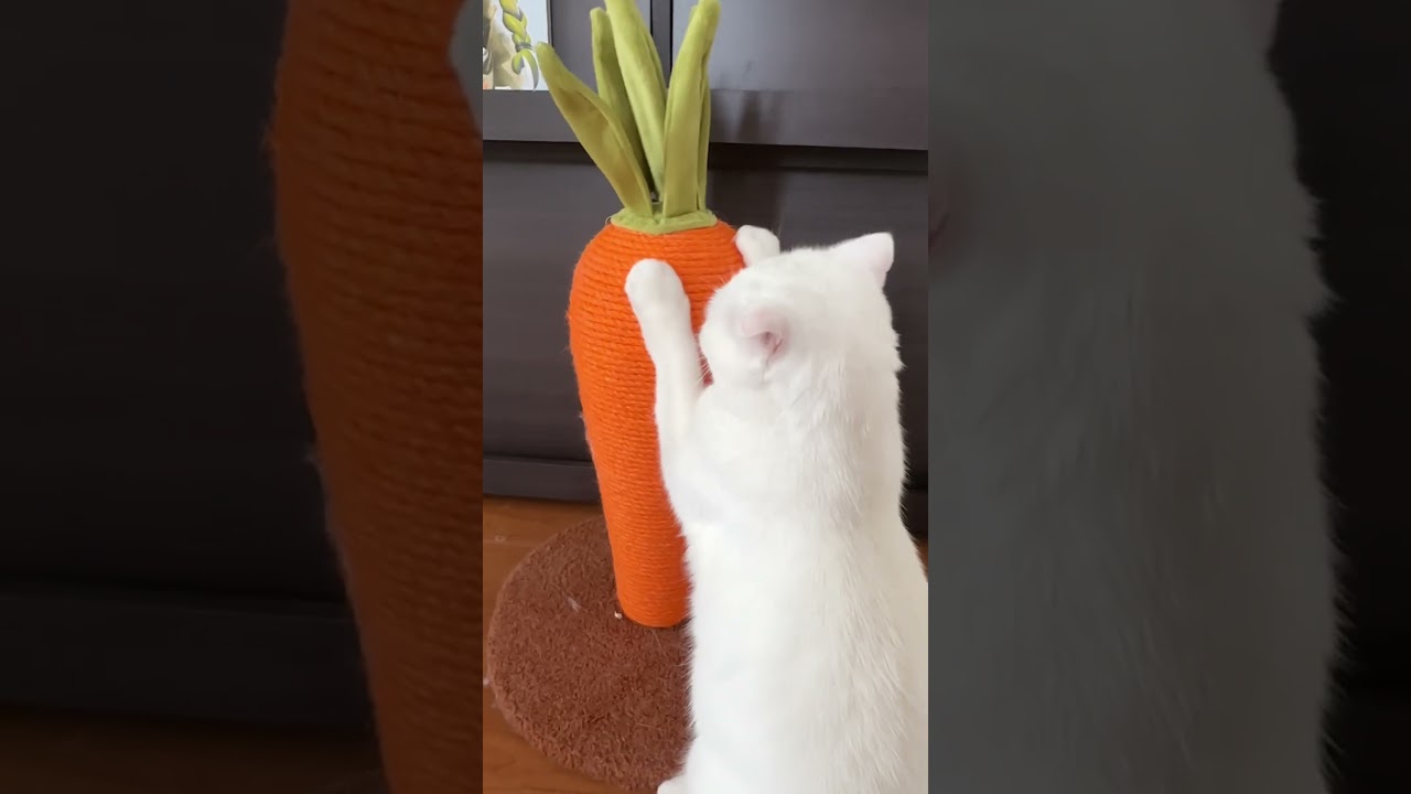 【猫】人参で爪を研ぐ猫(くりーむ) スコティッシュフォールド #shorts