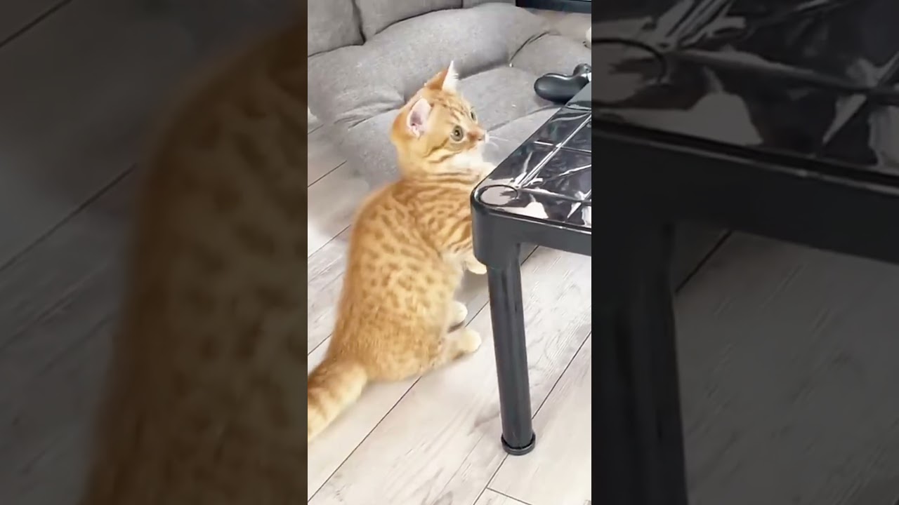 子猫がはじめて魚を見た結果... #shorts