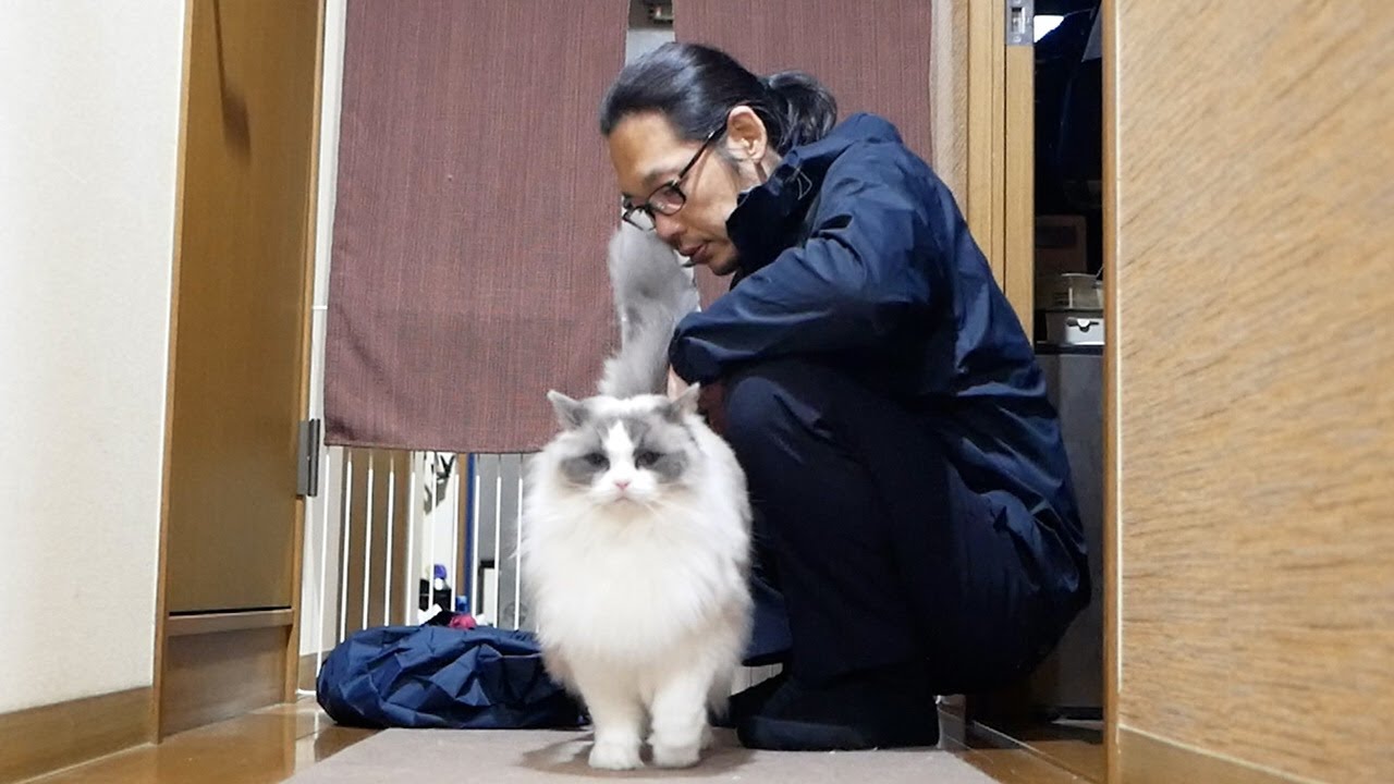 毎日ミートボールを食べることにした飼い主と、それを巨大なカリカリだと勘違いしているかもしれないラグドールのんちゃん。