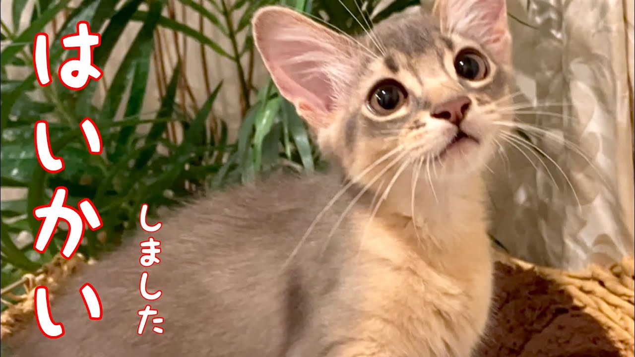 【癒し閲覧注意】徘徊が大好きな僕❣️【ソマリ】