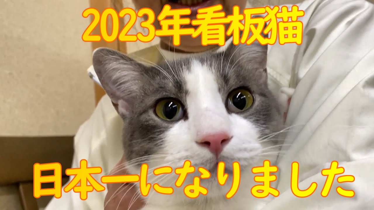 おもちが日本一の看板猫に選ばれました 1