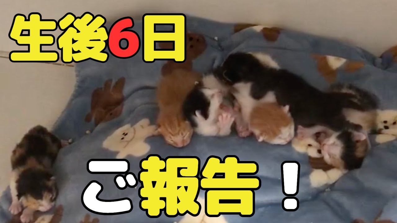 【生後6日】重大なご報告！6匹の子猫とママ
