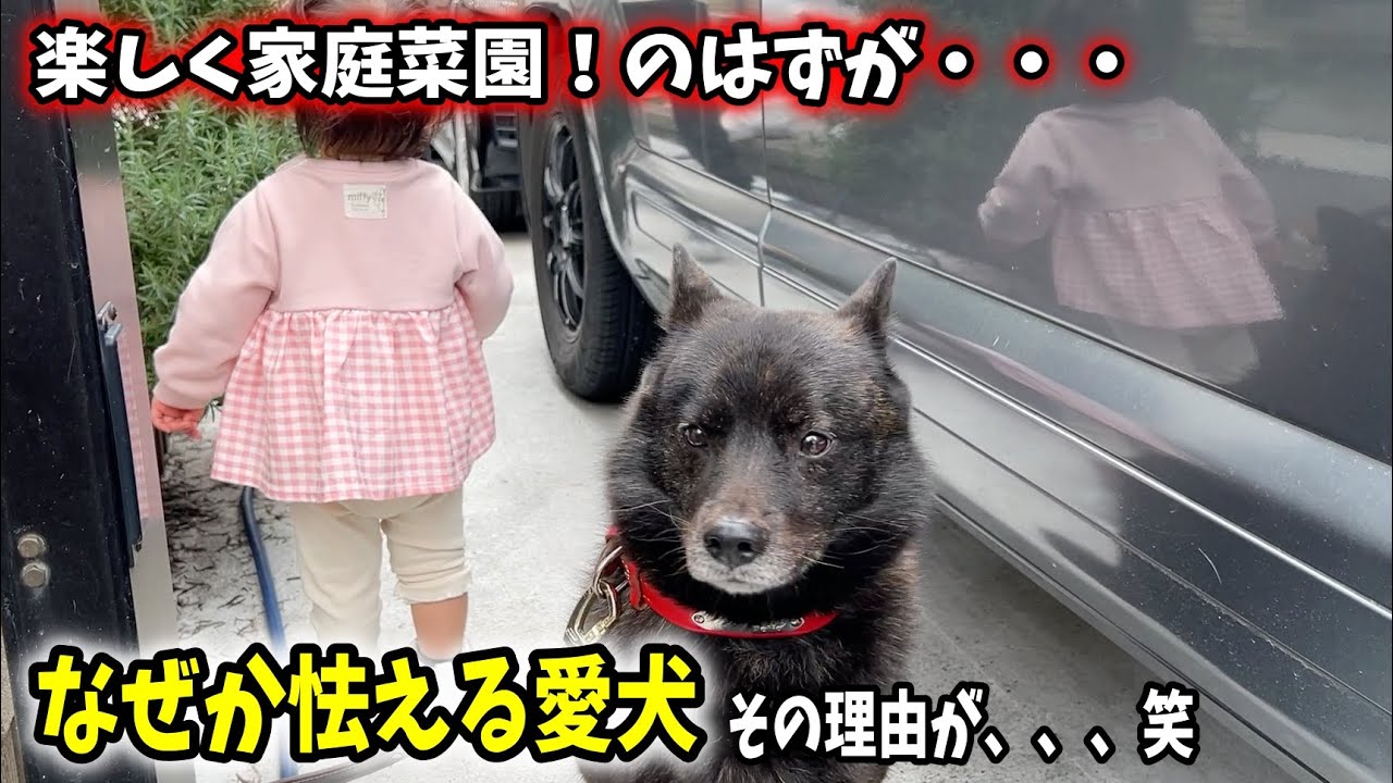 娘とトマト植えてたら愛犬がこうなってしまいました・・・