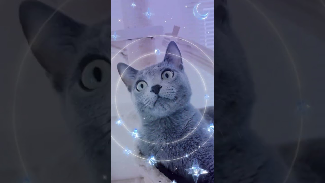 とわちゃんの叫び🐈‍⬛💗  #ロシアンブルー #russianblue  #子猫