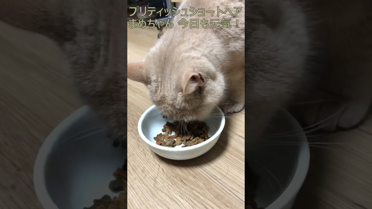 ブリティッシュショートヘア 飼い猫まめちゃん 今日も元気！#Shorts