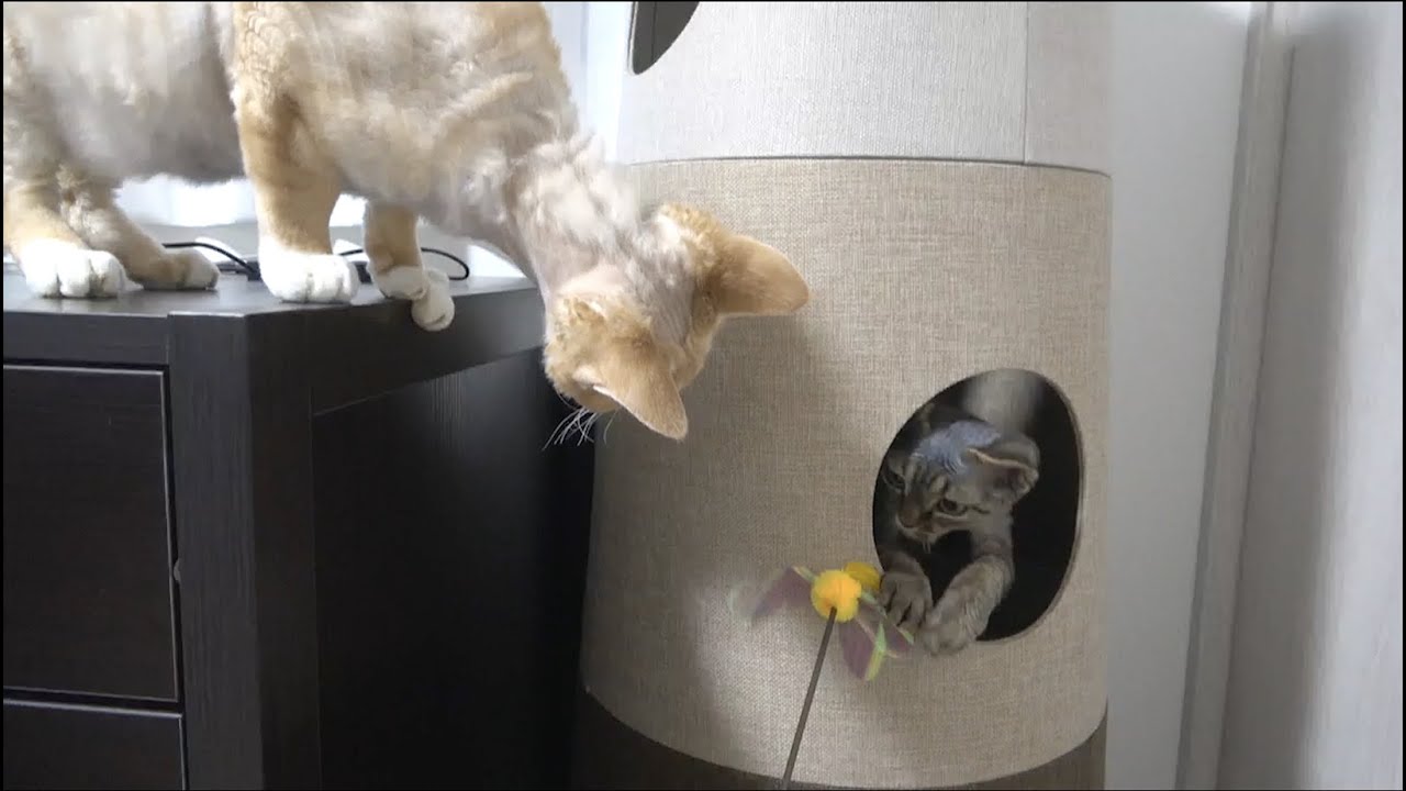 三階建てのお家で遊ぶデボンレックス猫兄弟です。(Devon Rex brothers playing in a three-story house)