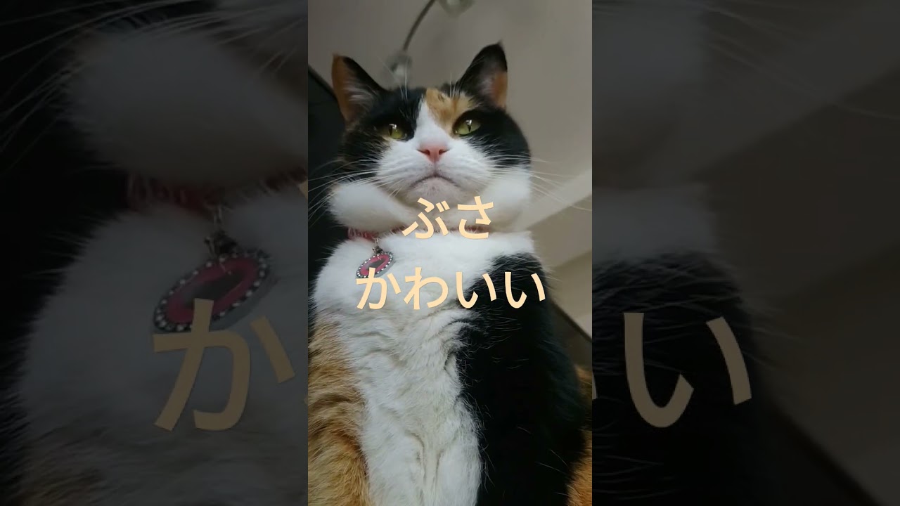 ぶさかわいい #shorts #猫 #スコティッシュフォールド