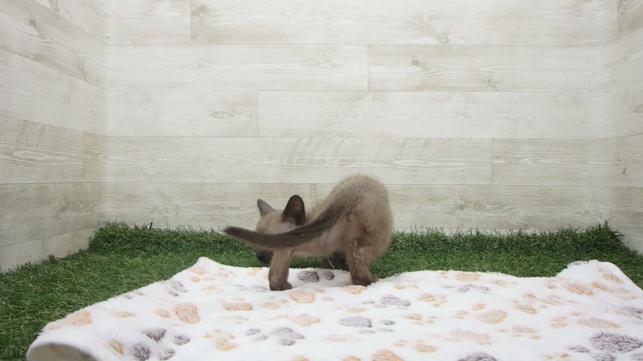 ペットショップcoo&riku No.00627235 トンキニーズ