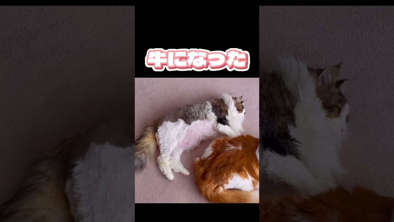 10キロのノルウェージャンフォレストキャットをサマーカットしたら #巨乳 #猫 #ノルウェージャンフォレストキャット