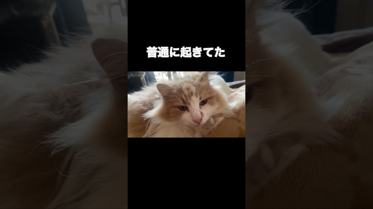 猫2匹が寝てると思ったら#short#shorts #アメリカンカール #ノルウェージャンフォレストキャット #猫