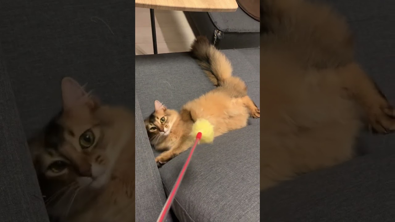 ひっくり返ってお腹が可愛い猫 #ソマリ #いやしねこ #しっぽ吸い