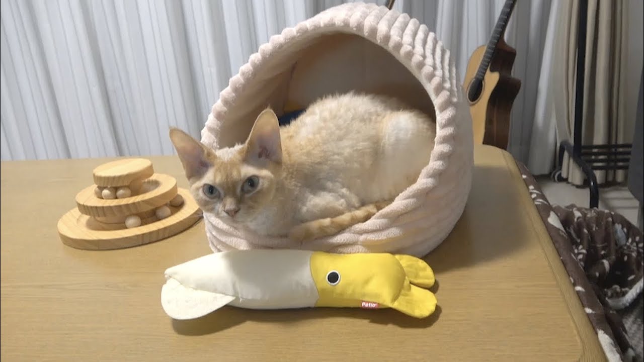 ピンクのお家が大好きなデボンレックス猫です。(Devon Rex cat loves his pink cat house)