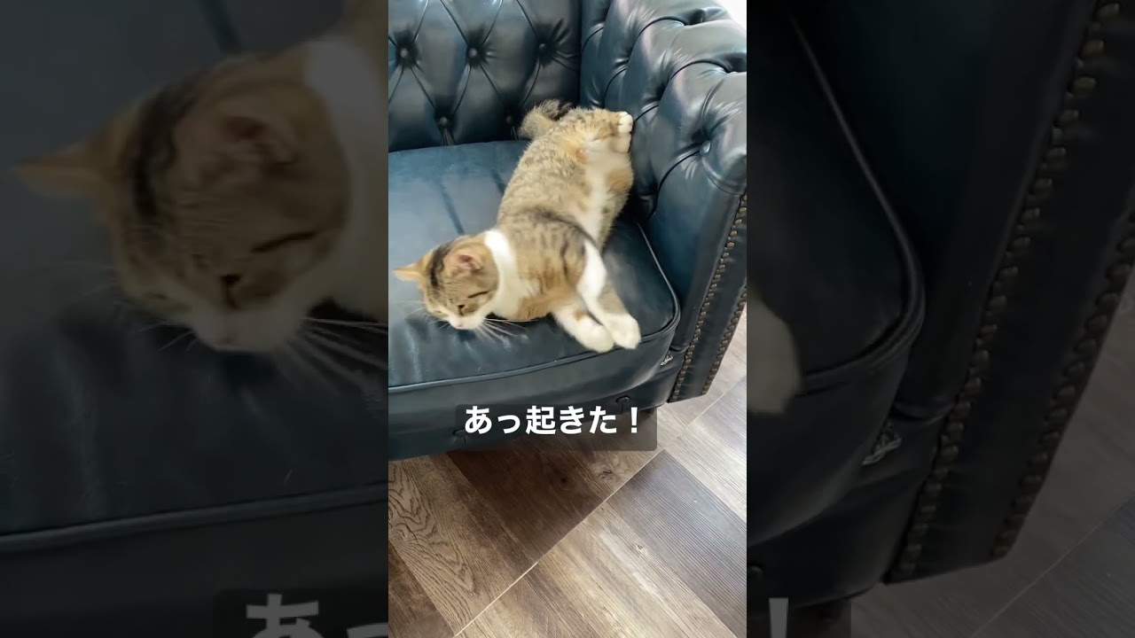 【希少映像】寝起きあるある💕#スコティッシュフォールド  #猫動画 #ペット #癒し #shorts