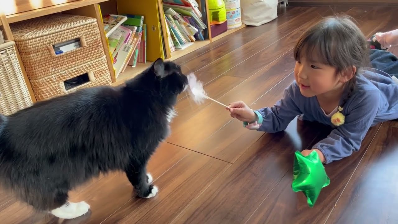 旅行から帰ってきた飼い主や荷物を嗅ぎ回る猫　ノルウェージャンA cat sniffing around for its owner who has returned from a trip.
