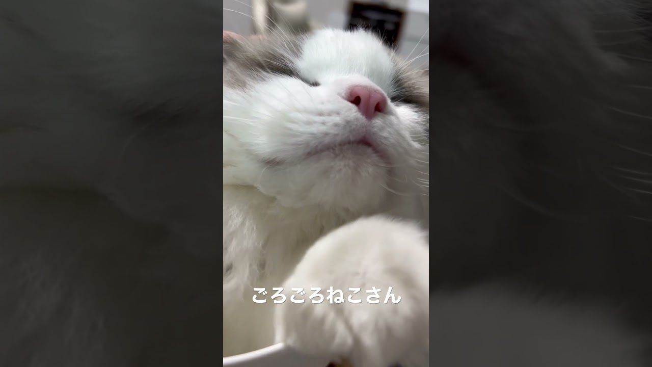 ごろごろねこさん #ラグドール #猫