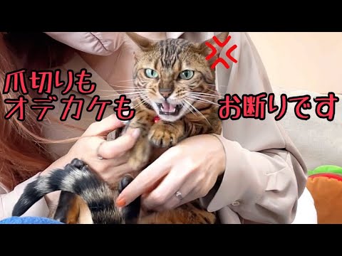 猫6匹の華麗なる爪切りをご覧下さい（1匹を除く）