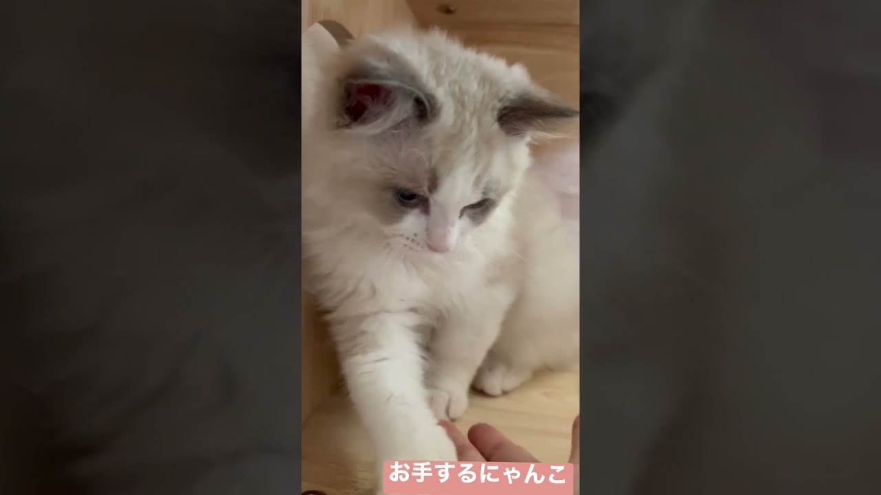 お手するにゃんこ#ragdoll #ラグドール #猫 #子猫 【3ヶ月】