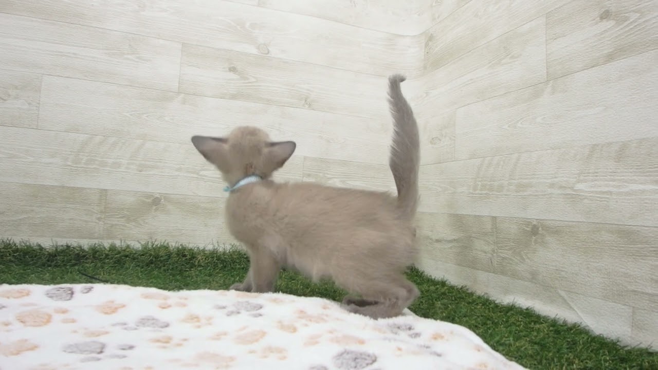 ペットショップcoo&riku No.00627236 トンキニーズ