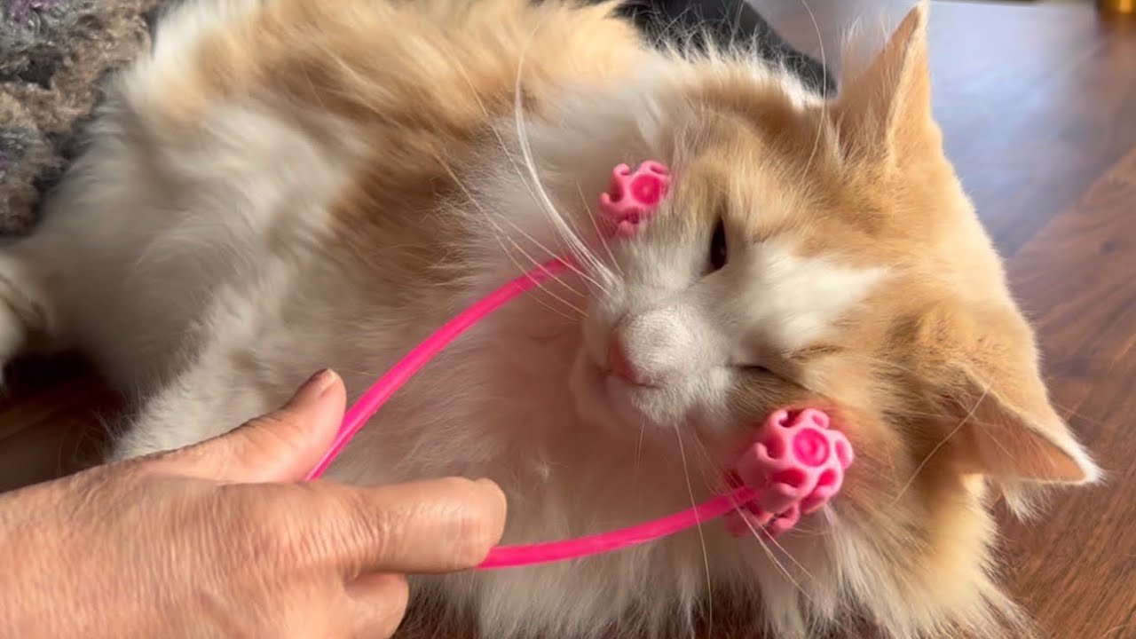 【気持ちいい♪】マッサージ器でマッサージしてみたら喜んでくれましたwwノルウェージャンフォレストキャット❤︎