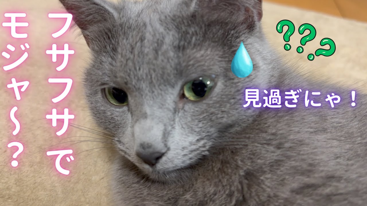 ジロジロ見られる猫（ロシアンブルー）