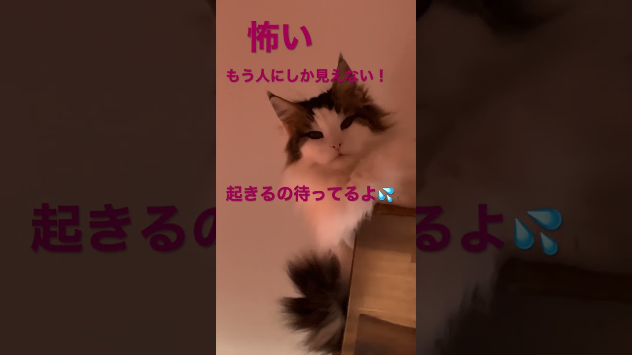 人間の顔をもつ猫#cat#shorts #ノルウェージャンフォレストキャット #cats #cat #かわいい #猫動画 #shortsvideo #大型猫 #かわいい猫