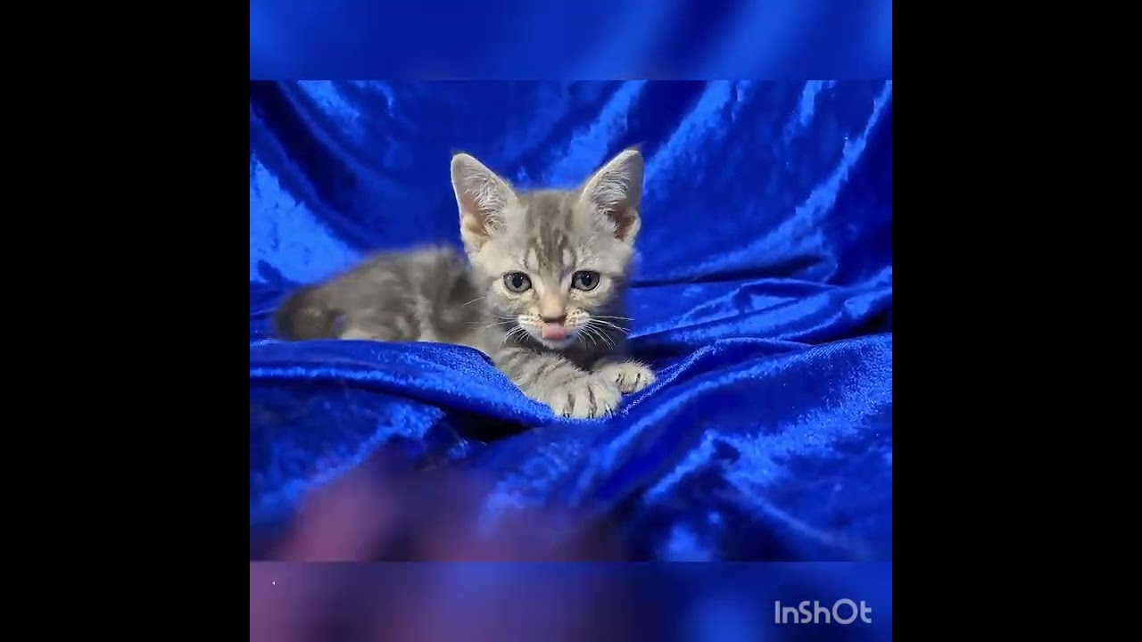 👑アメリカンショートヘア👑