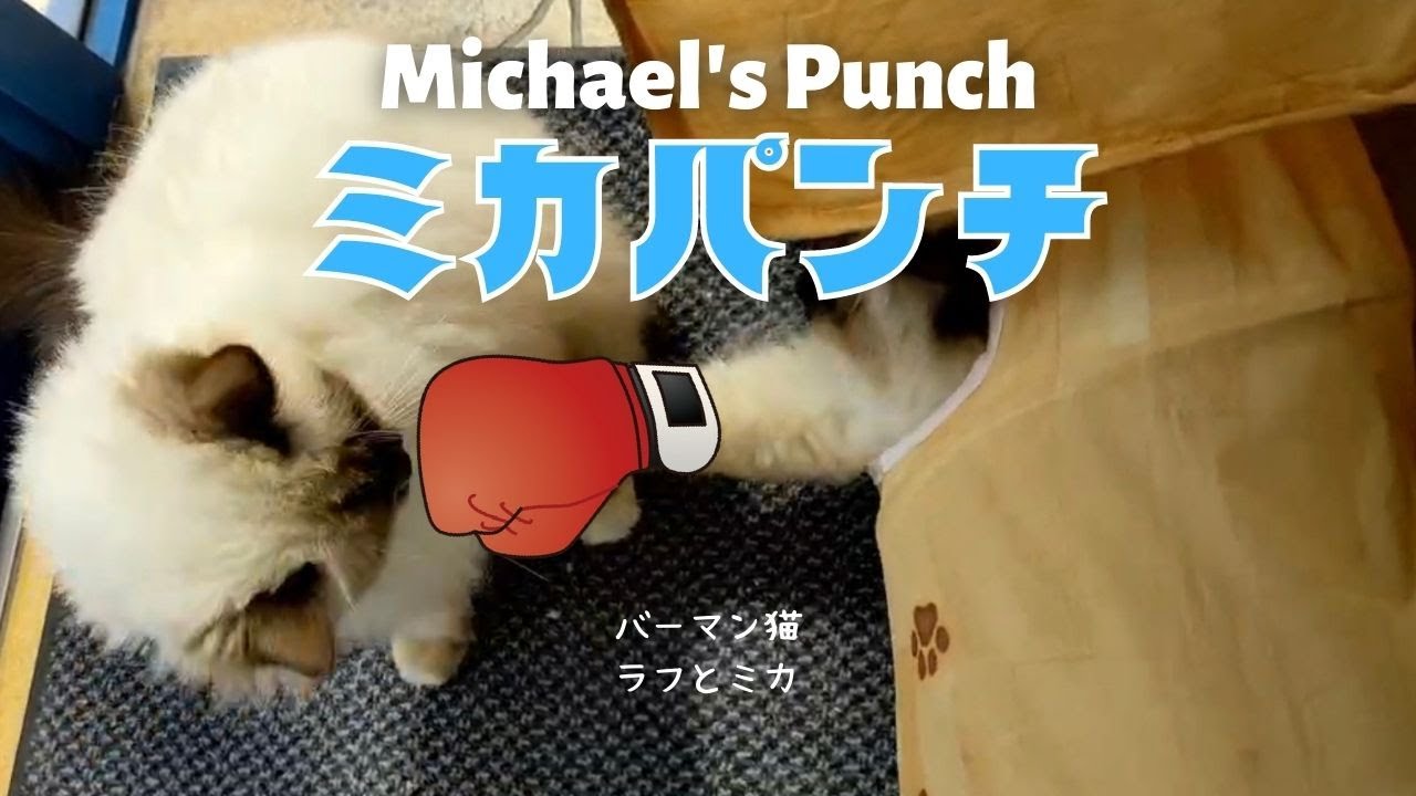 バーマン猫ラフとミカ【ミカパンチ】Michael's Punch（バーマン猫）Birman/Cat