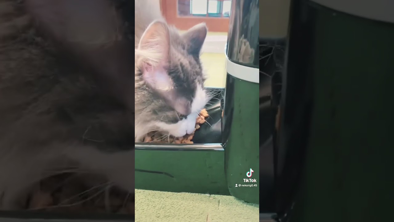もふもふノルウェージャンフォレストキャット #cat #猫 #shortsvideo #shorts