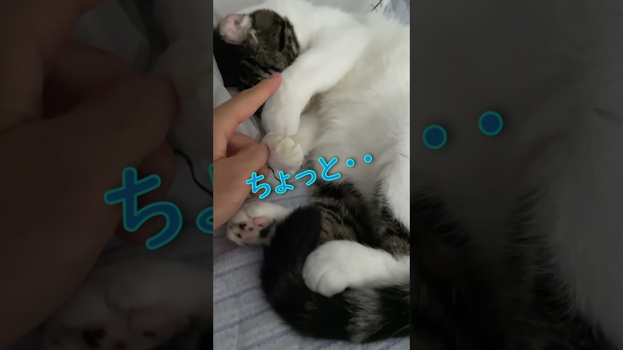 眠すぎた猫が可愛すぎた。＃アメリカンカール　＃猫　＃猫のいる暮らし　＃shorts　＃cat