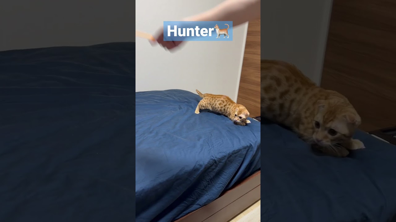 滑りやすいのでお気を付け下さい🐈 #キンカロー #cat #猫 #cute #子猫 #kitten #animal #anime #catlover #funnycat #funny