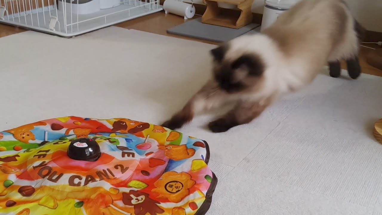 【ヒマラヤン】たまにやるくらいがいい