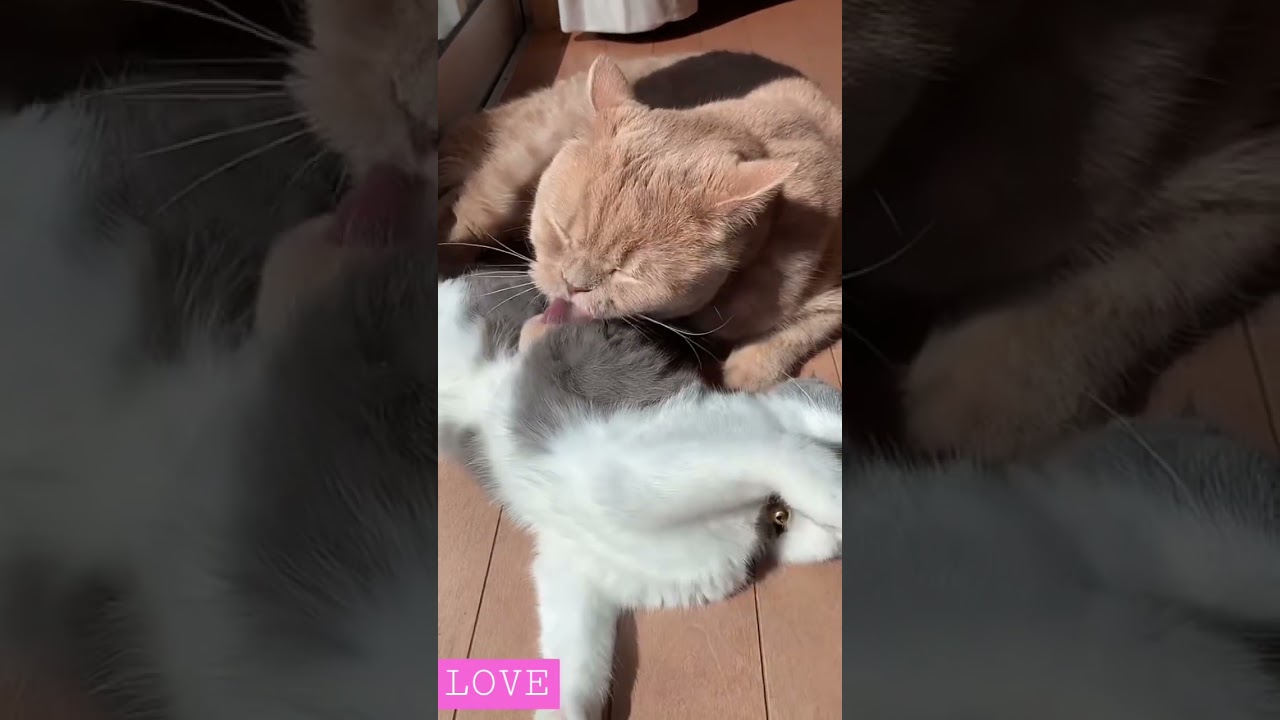 バックハグ 💕#kitten #可愛くてごめん #scottishfold #love #hug #スコティッシュフォールド折れ耳 #猫 #ツクミロ #cat #britishshorthair