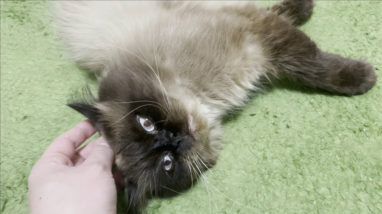 世界一かわいいヒマラヤン　～ぽんた日記＃２～