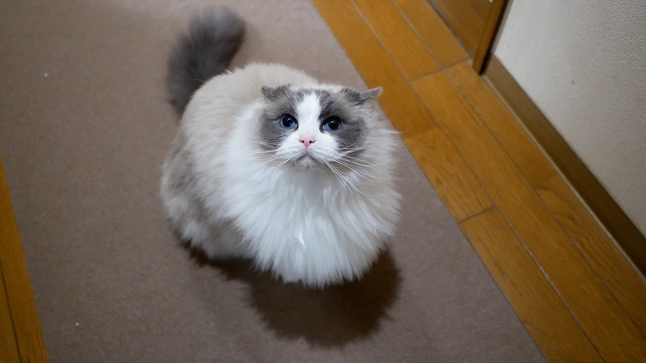 今後の動画投稿についてのお知らせ