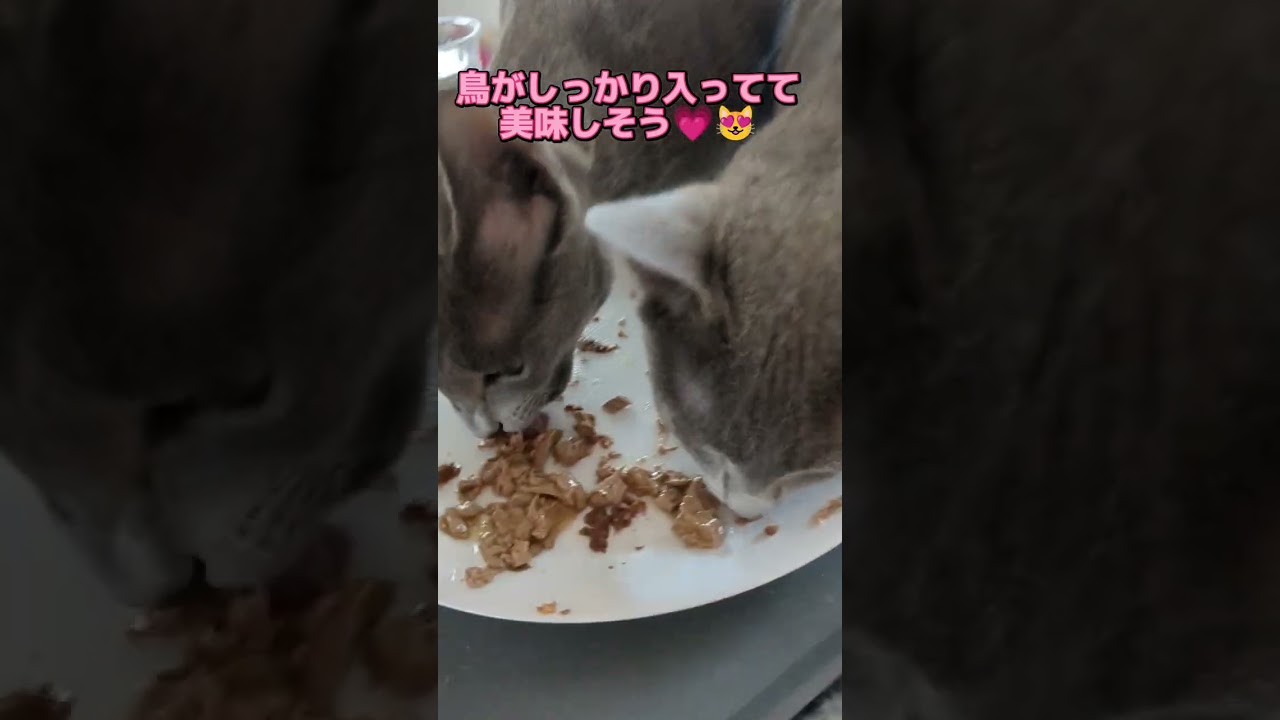 猫 爆食い🙀 #ロシアンブルー #russianblue  #子猫