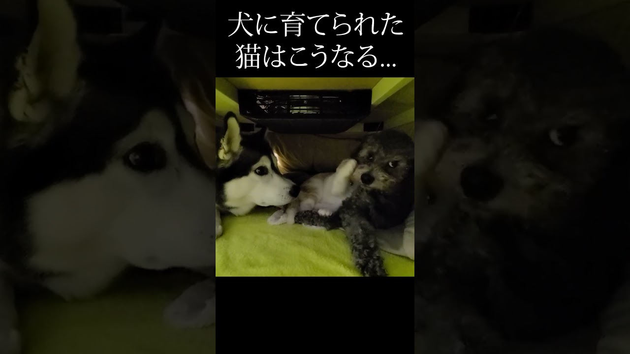こたつの中をのぞいたら子猫が仕切ってた...笑#shorts