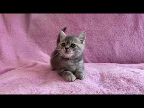 ブリティッシュショートヘア ブルータビー&ホワイトの女の子。