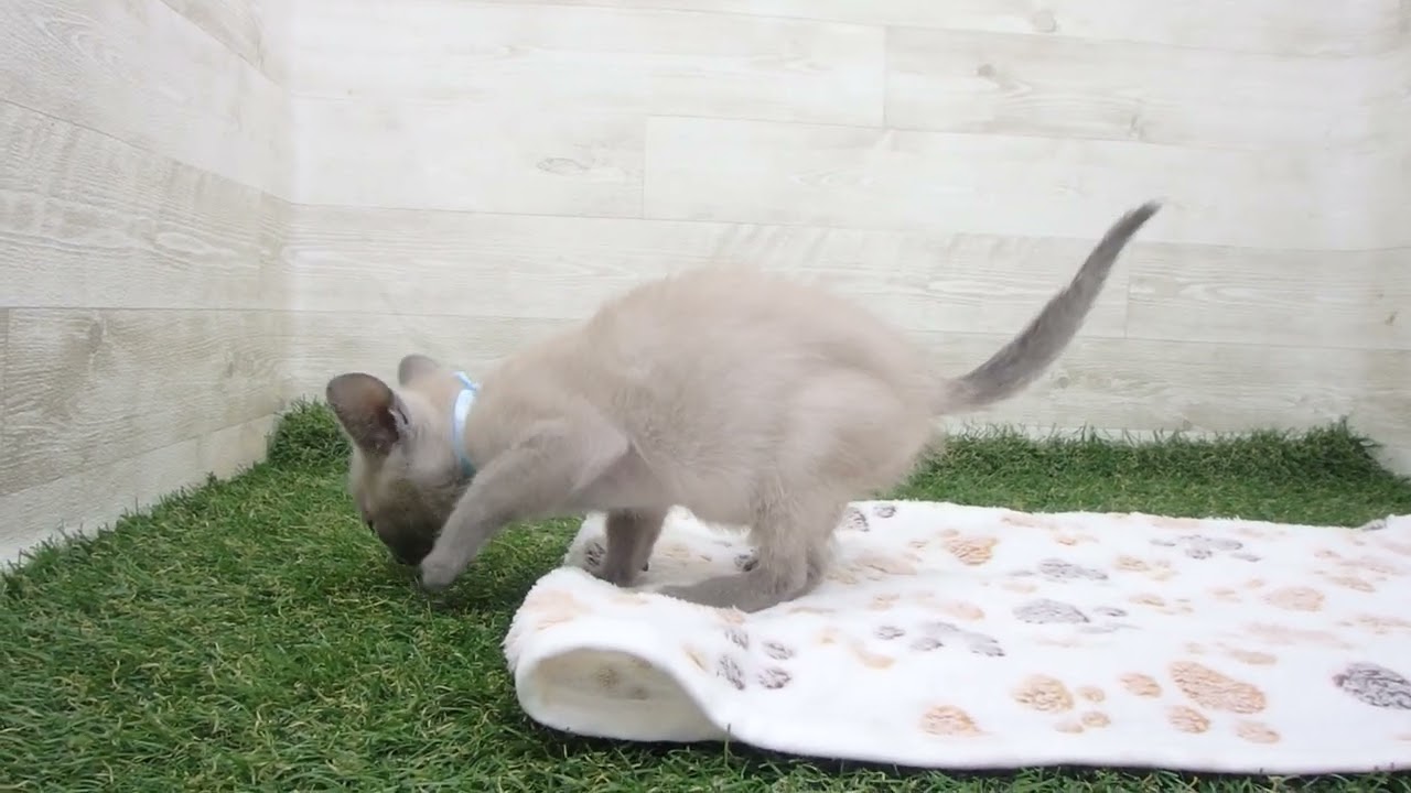 ペットショップcoo&riku No.00627237 トンキニーズ